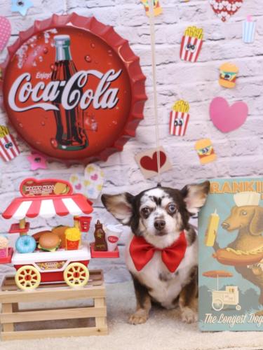 20230909チョコちゃん